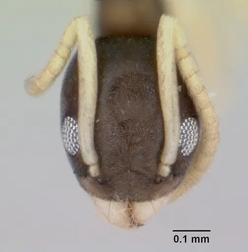 Tapinoma melanocephalum specimen CASENT0008659 image casent0008659_2