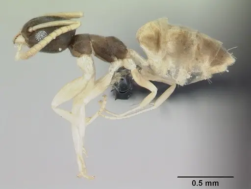 Tapinoma melanocephalum specimen CASENT0008659 image casent0008659_3