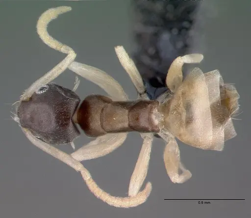 Tapinoma melanocephalum specimen CASENT0039787 image casent0039787_1