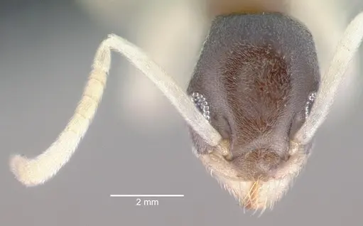 Tapinoma melanocephalum specimen CASENT0039787 image casent0039787_2