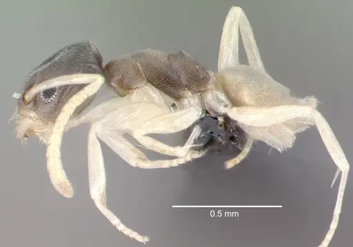 Tapinoma melanocephalum specimen CASENT0039787 image casent0039787_3