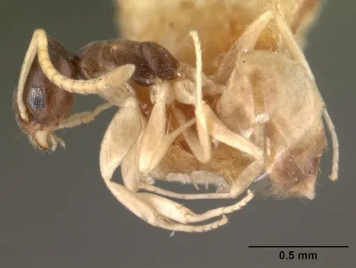 Tapinoma melanocephalum specimen CASENT0101468 image casent0101468_3