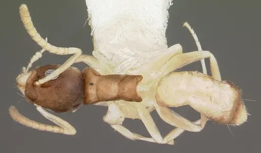 Tapinoma melanocephalum specimen CASENT0102973 image casent0102973_1
