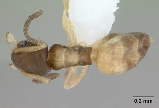 Tapinoma melanocephalum specimen CASENT0103323 image casent0103323_1