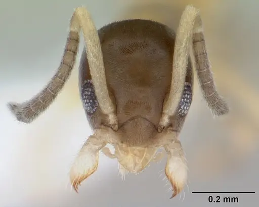 Tapinoma melanocephalum specimen CASENT0103323 image casent0103323_2