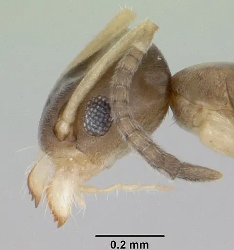 Tapinoma melanocephalum specimen CASENT0103323 image casent0103323_3