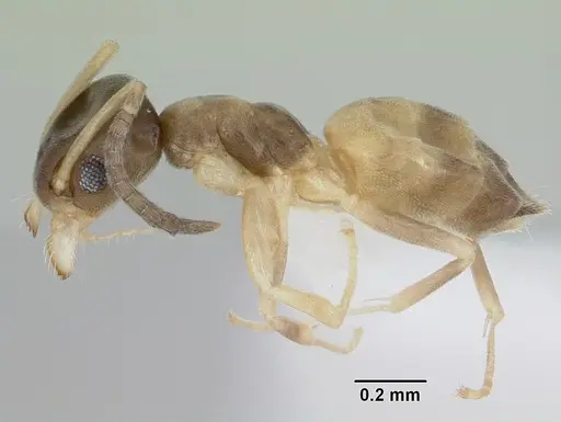 Tapinoma melanocephalum specimen CASENT0103323 image casent0103323_4