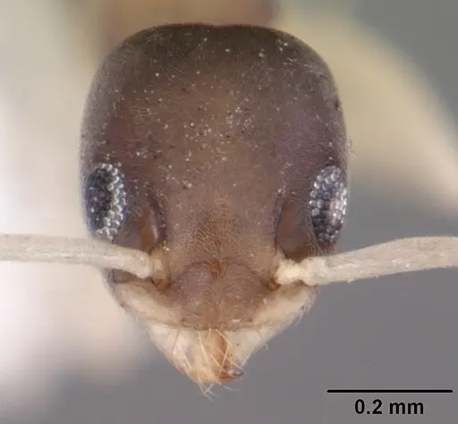 Tapinoma melanocephalum specimen CASENT0104536 image casent0104536_2