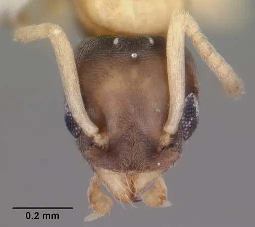 Tapinoma melanocephalum specimen CASENT0104537 image casent0104537_2