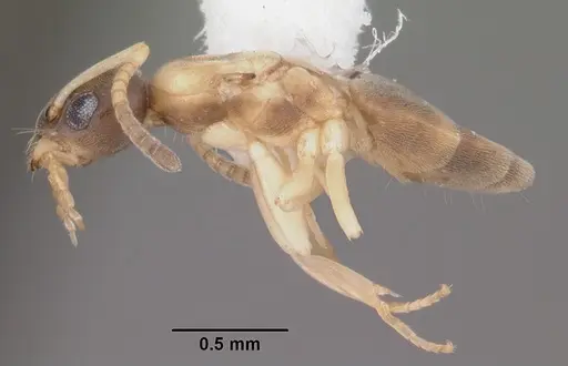 Tapinoma melanocephalum specimen CASENT0104537 image casent0104537_3