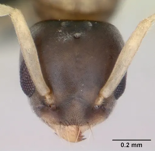 Tapinoma melanocephalum specimen CASENT0125327 image casent0125327_2