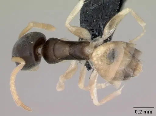 Tapinoma melanocephalum specimen CASENT0125363 image casent0125363_1