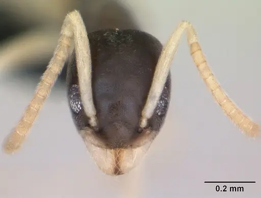 Tapinoma melanocephalum specimen CASENT0125363 image casent0125363_2