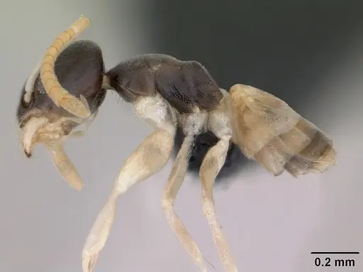Tapinoma melanocephalum specimen CASENT0125363 image casent0125363_3