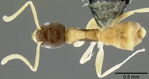 Tapinoma melanocephalum specimen CASENT0171078 image casent0171078_1