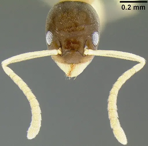 Tapinoma melanocephalum specimen CASENT0171078 image casent0171078_2