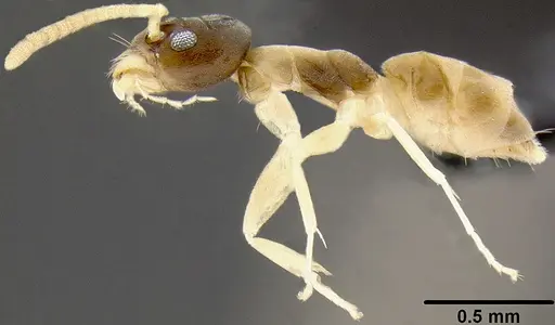 Tapinoma melanocephalum specimen CASENT0171078 image casent0171078_3