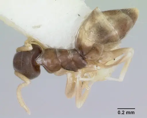 Tapinoma melanocephalum specimen CASENT0172853 image casent0172853_1
