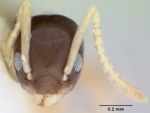 Tapinoma melanocephalum specimen CASENT0172853 image casent0172853_2
