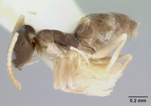 Tapinoma melanocephalum specimen CASENT0172853 image casent0172853_3