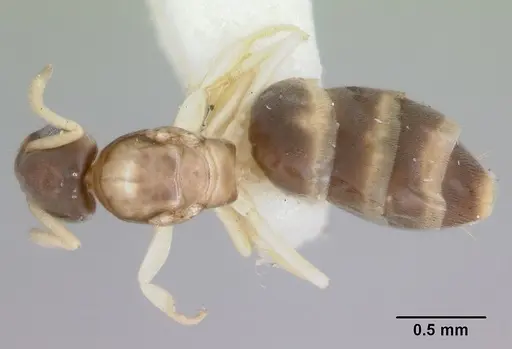 Tapinoma melanocephalum specimen CASENT0172854 image casent0172854_1