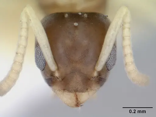 Tapinoma melanocephalum specimen CASENT0172854 image casent0172854_2