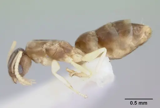 Tapinoma melanocephalum specimen CASENT0172854 image casent0172854_3