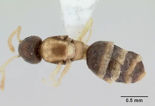 Tapinoma melanocephalum specimen CASENT0173214 image casent0173214_1