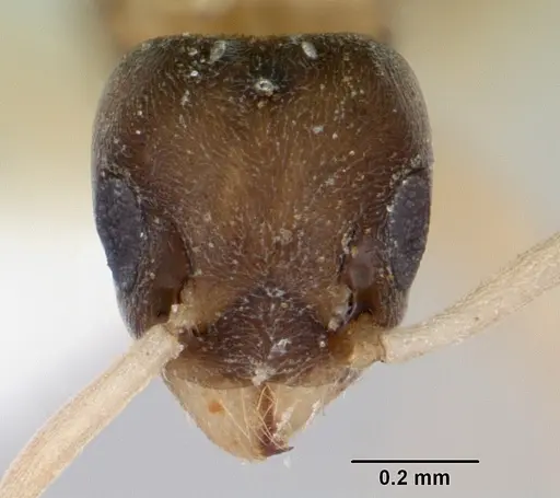 Tapinoma melanocephalum specimen CASENT0173214 image casent0173214_2