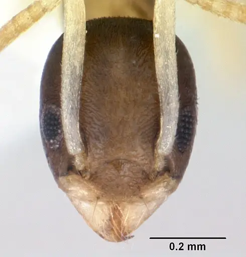 Tapinoma melanocephalum specimen CASENT0173215 image casent0173215_2
