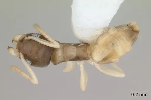 Tapinoma melanocephalum specimen CASENT0173744 image casent0173744_1