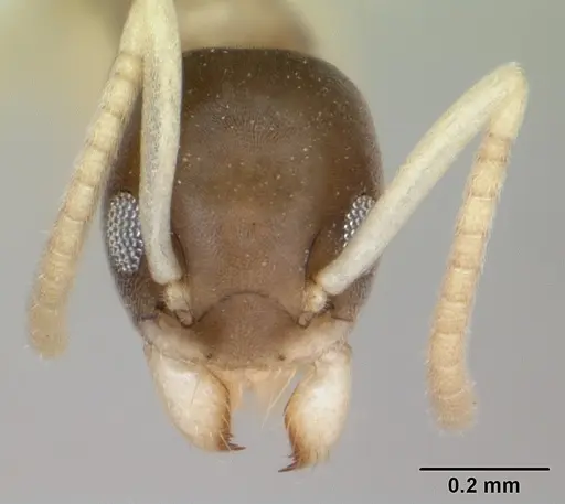 Tapinoma melanocephalum specimen CASENT0173744 image casent0173744_2