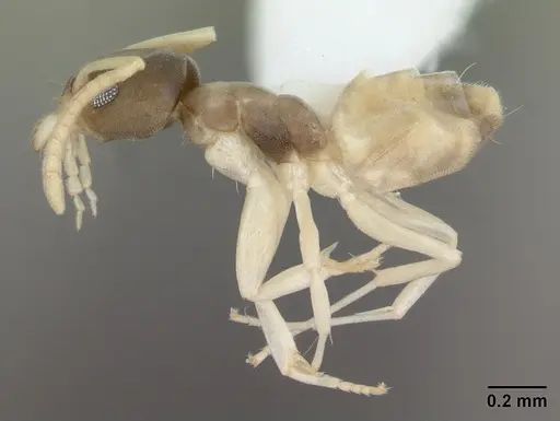 Tapinoma melanocephalum specimen CASENT0173744 image casent0173744_3