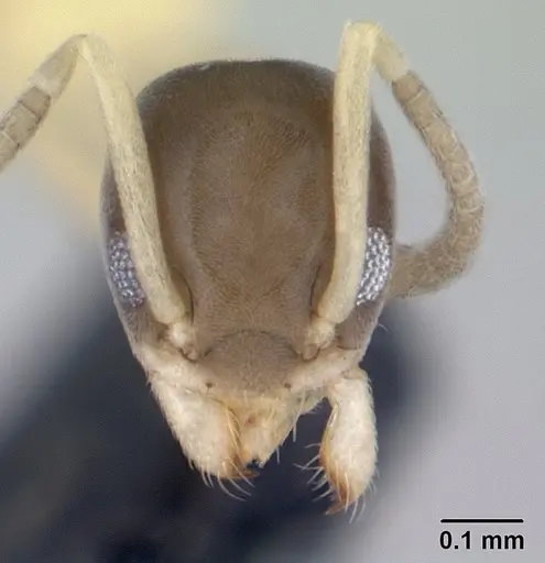 Tapinoma melanocephalum specimen CASENT0188540 image casent0188540_2