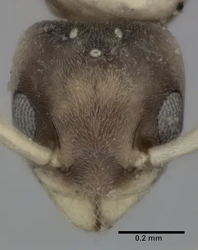 Tapinoma melanocephalum specimen CASENT0246587 image casent0246587_2