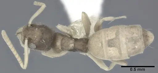 Tapinoma melanocephalum specimen CASENT0246588 image casent0246588_1