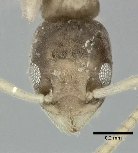Tapinoma melanocephalum specimen CASENT0246588 image casent0246588_2