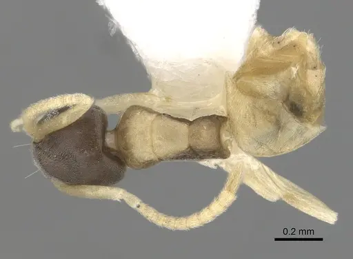 Tapinoma melanocephalum specimen CASENT0249764 image casent0249764_1