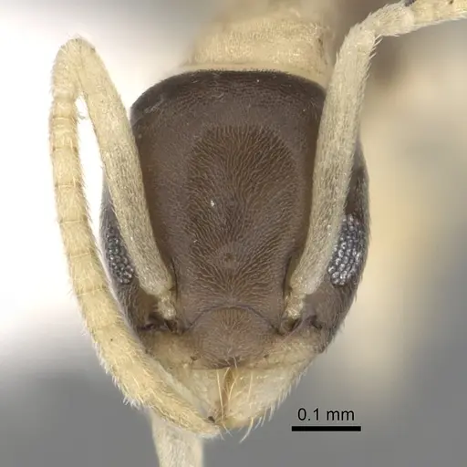 Tapinoma melanocephalum specimen CASENT0249764 image casent0249764_2