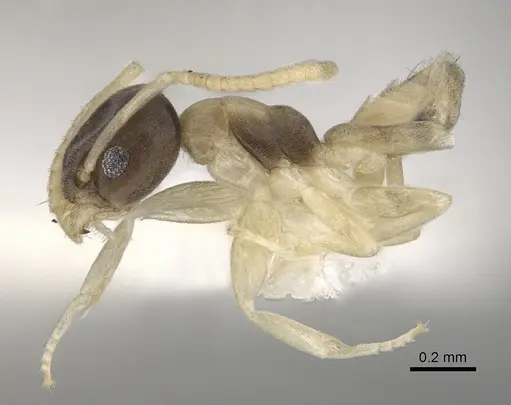Tapinoma melanocephalum specimen CASENT0249764 image casent0249764_3