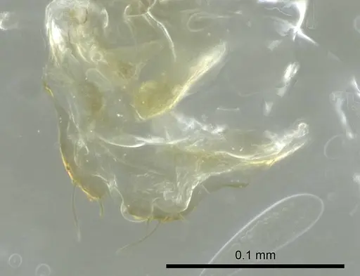 Tapinoma melanocephalum specimen CASENT0345069 image casent0345069_1