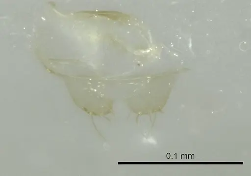 Tapinoma melanocephalum specimen CASENT0345070 image casent0345070_1