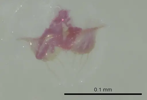 Tapinoma melanocephalum specimen CASENT0345072 image casent0345072_1