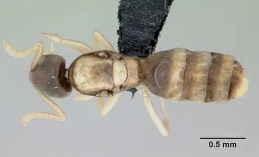 Tapinoma melanocephalum specimen CASENT0444732 image casent0444732_1