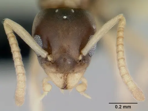 Tapinoma melanocephalum specimen CASENT0444732 image casent0444732_2