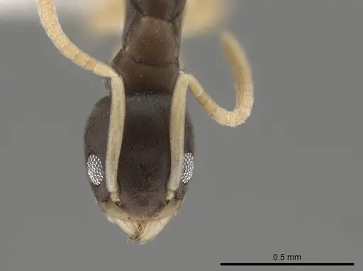 Tapinoma melanocephalum specimen CASENT0653557 image casent0653557_2