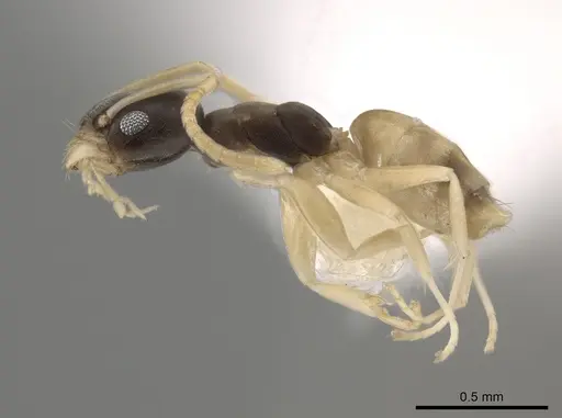 Tapinoma melanocephalum specimen CASENT0653557 image casent0653557_3