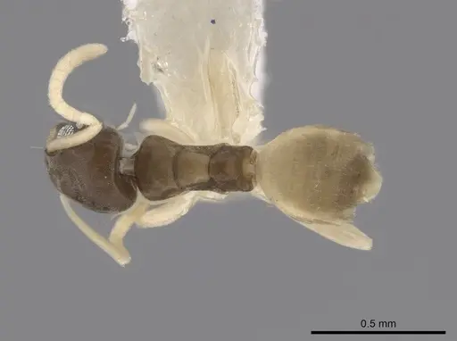 Tapinoma melanocephalum specimen CASENT0653559 image casent0653559_1