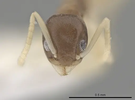 Tapinoma melanocephalum specimen CASENT0653559 image casent0653559_2