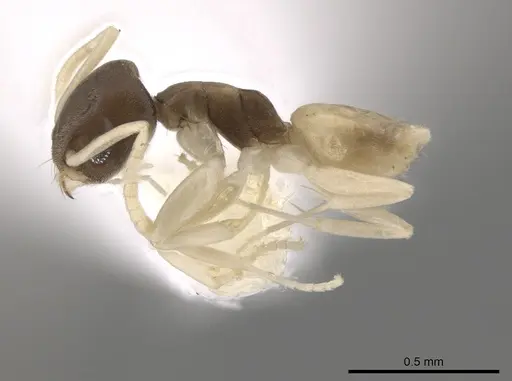 Tapinoma melanocephalum specimen CASENT0653559 image casent0653559_3